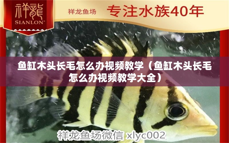 魚缸木頭長毛怎么辦視頻教學（魚缸木頭長毛怎么辦視頻教學大全） 其他品牌魚缸