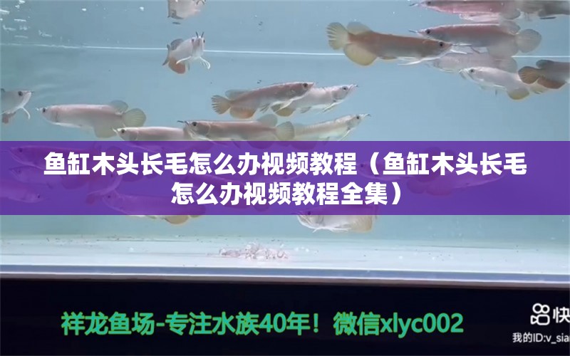 魚缸木頭長毛怎么辦視頻教程（魚缸木頭長毛怎么辦視頻教程全集） 其他品牌魚缸