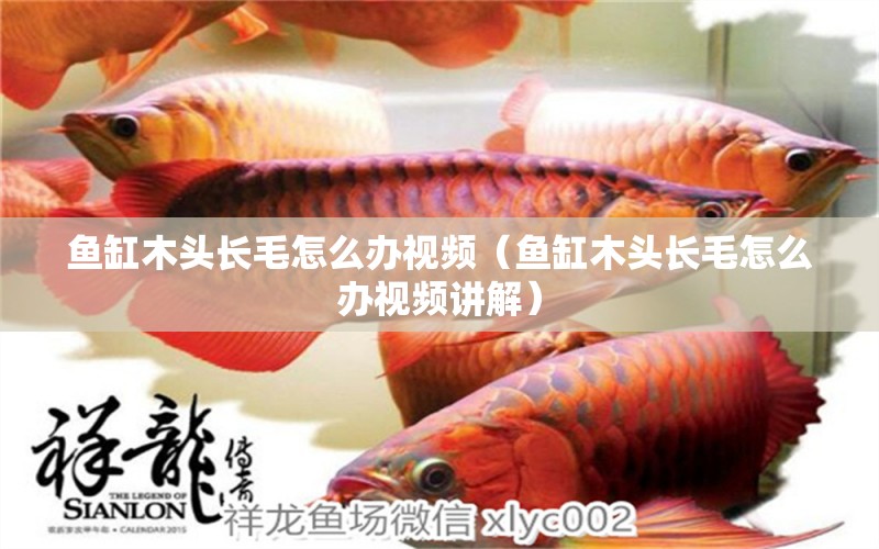 魚缸木頭長毛怎么辦視頻（魚缸木頭長毛怎么辦視頻講解）