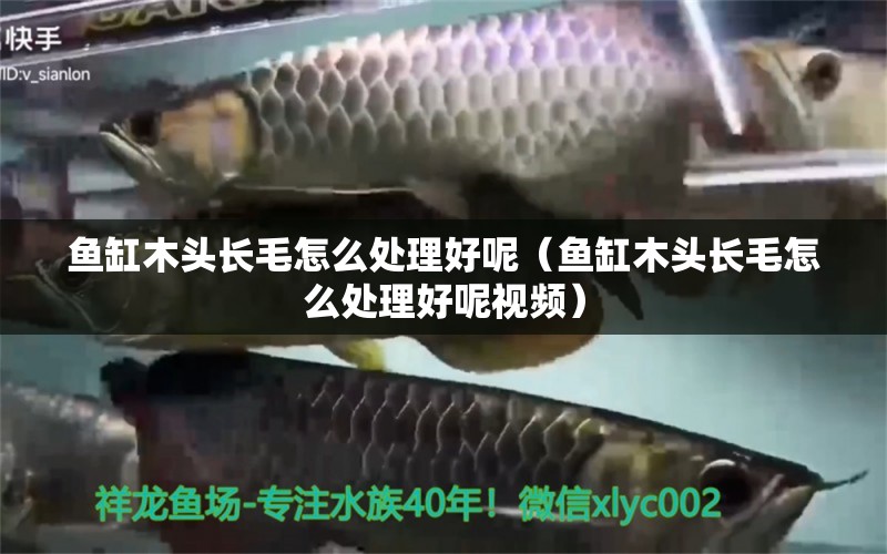 魚缸木頭長(zhǎng)毛怎么處理好呢（魚缸木頭長(zhǎng)毛怎么處理好呢視頻） 其他品牌魚缸