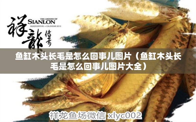 魚缸木頭長(zhǎng)毛是怎么回事兒圖片（魚缸木頭長(zhǎng)毛是怎么回事兒圖片大全）