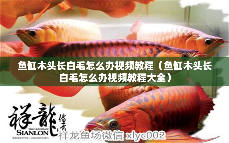 魚缸木頭長白毛怎么辦視頻教程（魚缸木頭長白毛怎么辦視頻教程大全）