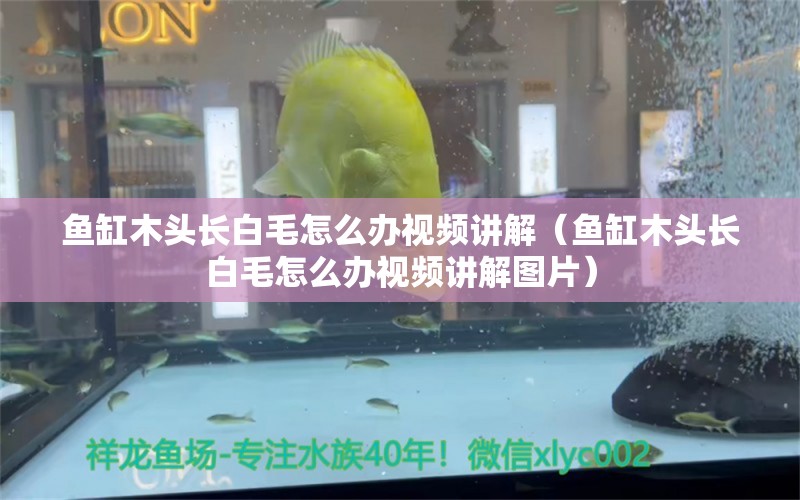 魚缸木頭長白毛怎么辦視頻講解（魚缸木頭長白毛怎么辦視頻講解圖片）