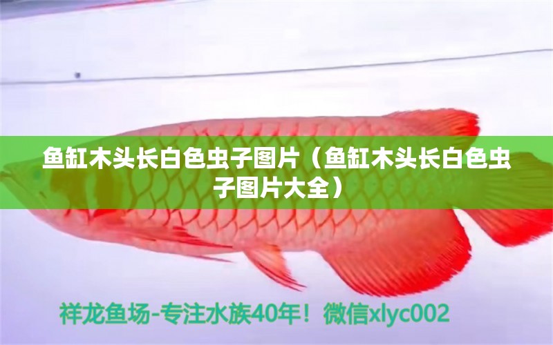 魚缸木頭長白色蟲子圖片（魚缸木頭長白色蟲子圖片大全）