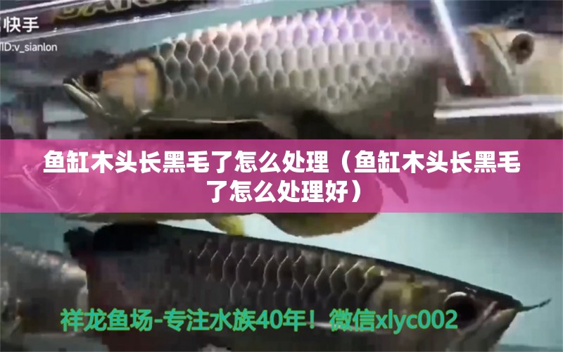 魚缸木頭長黑毛了怎么處理（魚缸木頭長黑毛了怎么處理好）