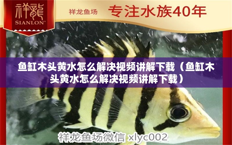 魚缸木頭黃水怎么解決視頻講解下載（魚缸木頭黃水怎么解決視頻講解下載）