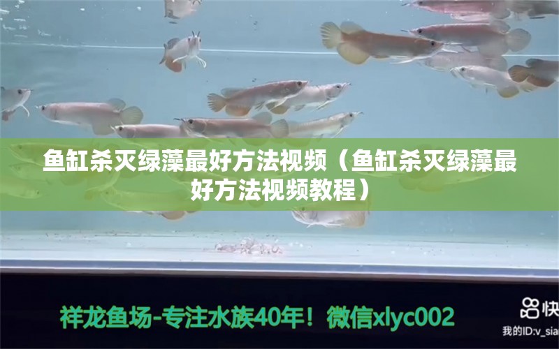 魚缸殺滅綠藻最好方法視頻（魚缸殺滅綠藻最好方法視頻教程） 祥龍金禾金龍魚