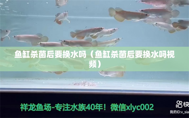 魚(yú)缸殺菌后要換水嗎（魚(yú)缸殺菌后要換水嗎視頻）