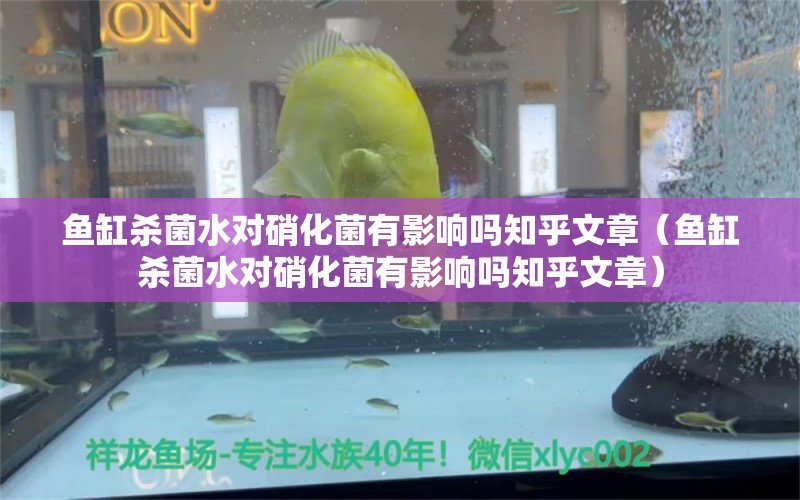 魚缸殺菌水對硝化菌有影響嗎知乎文章（魚缸殺菌水對硝化菌有影響嗎知乎文章）