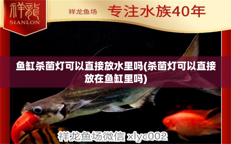 魚缸殺菌燈可以直接放水里嗎(殺菌燈可以直接放在魚缸里嗎) 白子球鯊魚