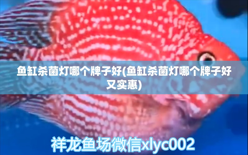 魚(yú)缸殺菌燈哪個(gè)牌子好(魚(yú)缸殺菌燈哪個(gè)牌子好又實(shí)惠) 和尚魚(yú)