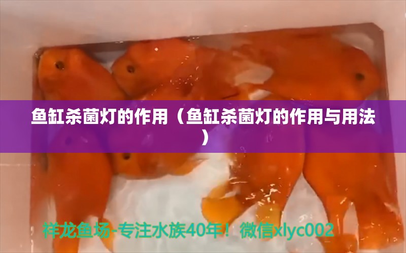 魚缸殺菌燈的作用（魚缸殺菌燈的作用與用法） 量子養(yǎng)魚技術(shù)