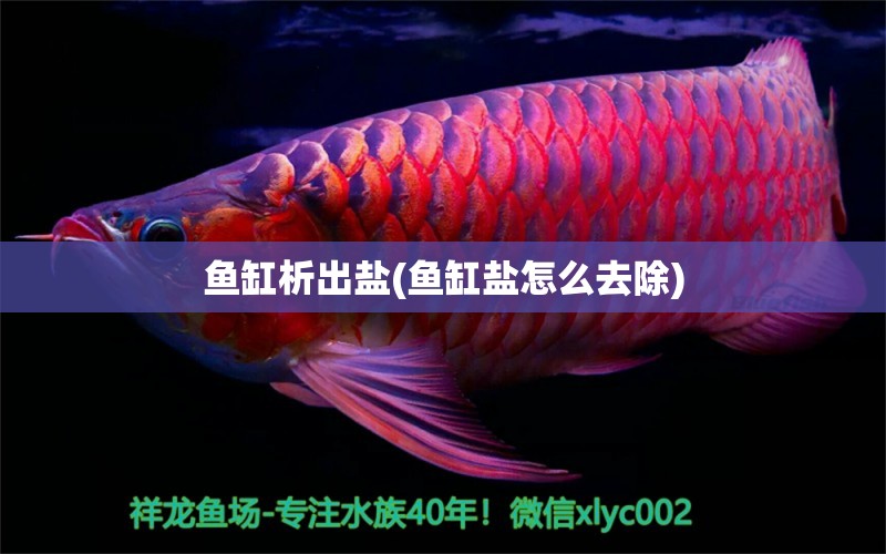 魚缸析出鹽(魚缸鹽怎么去除) 翡翠鳳凰魚 第1張