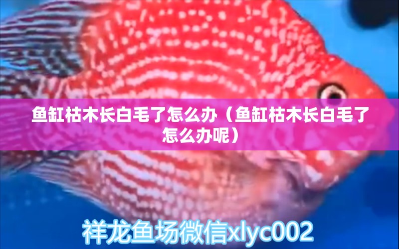 魚缸枯木長白毛了怎么辦（魚缸枯木長白毛了怎么辦呢）