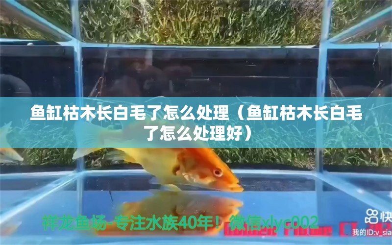 魚缸枯木長白毛了怎么處理（魚缸枯木長白毛了怎么處理好）