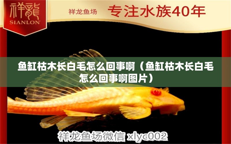 魚缸枯木長白毛怎么回事啊（魚缸枯木長白毛怎么回事啊圖片）