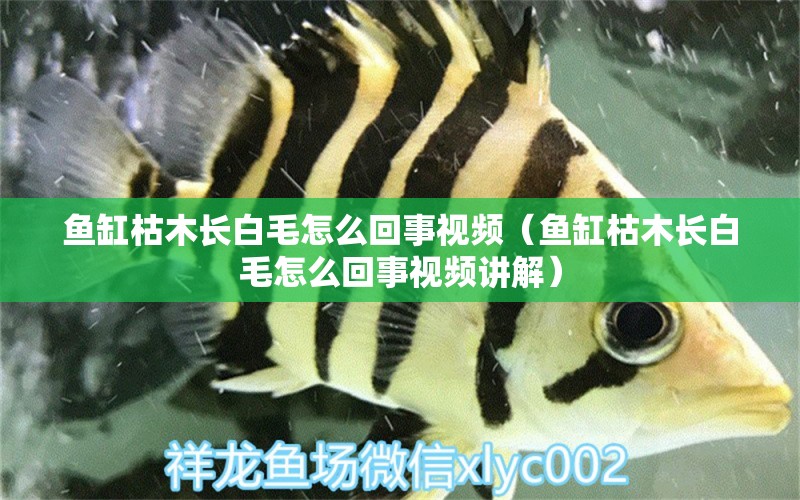 魚缸枯木長白毛怎么回事視頻（魚缸枯木長白毛怎么回事視頻講解）