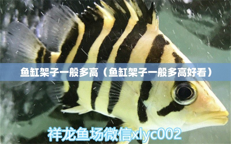 魚缸架子一般多高（魚缸架子一般多高好看） 祥龍魚場(chǎng)