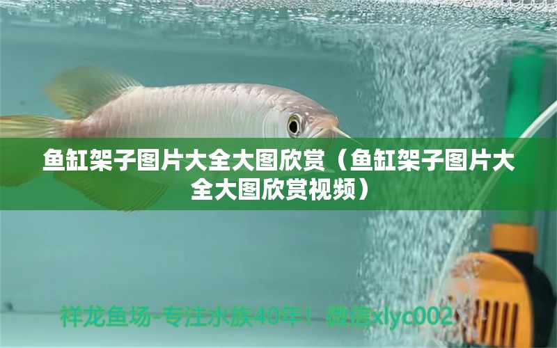 魚缸架子圖片大全大圖欣賞（魚缸架子圖片大全大圖欣賞視頻） 祥龍魚場(chǎng)