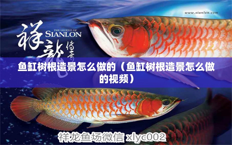 魚缸樹根造景怎么做的（魚缸樹根造景怎么做的視頻）