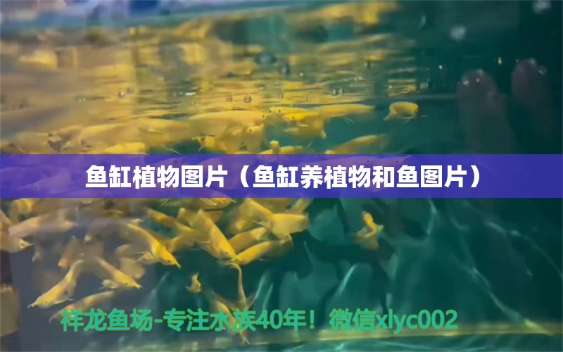 魚缸植物圖片（魚缸養(yǎng)植物和魚圖片） 廣州觀賞魚批發(fā)市場