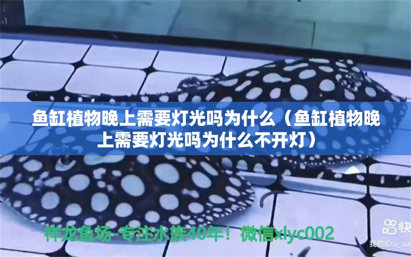 魚缸植物晚上需要燈光嗎為什么（魚缸植物晚上需要燈光嗎為什么不開燈） 朱巴利魚苗