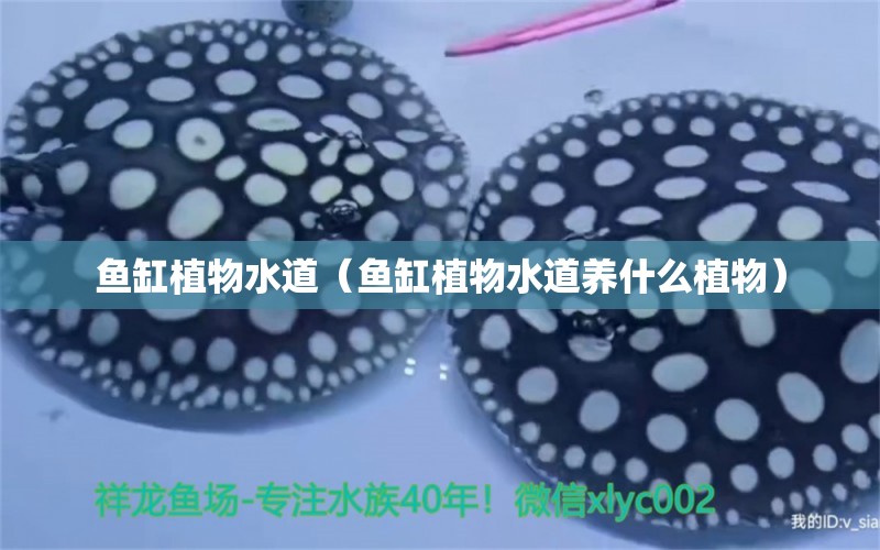 魚缸植物水道（魚缸植物水道養(yǎng)什么植物） 祥龍水族醫(yī)院