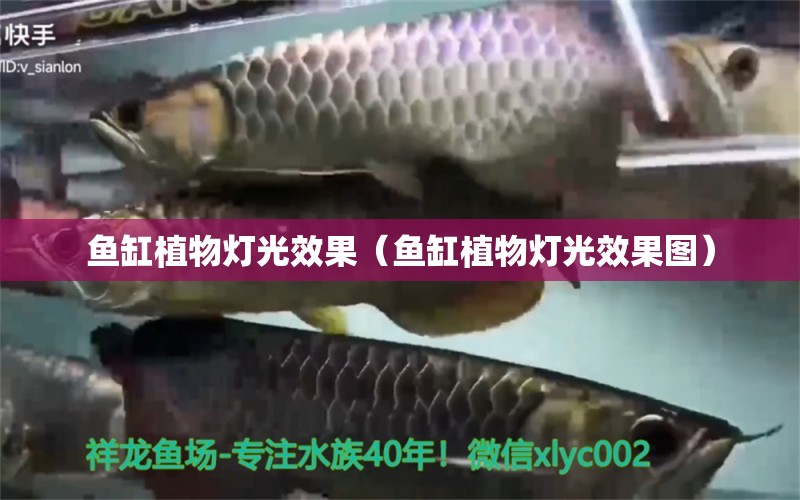 魚缸植物燈光效果（魚缸植物燈光效果圖）