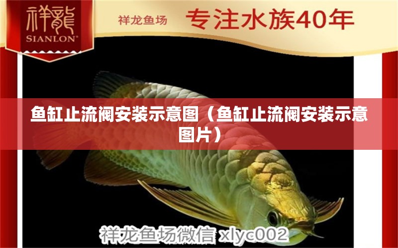 魚缸止流閥安裝示意圖（魚缸止流閥安裝示意圖片） 祥龍水族醫(yī)院