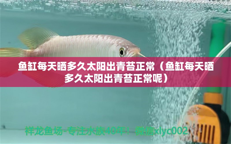 魚缸每天曬多久太陽出青苔正常（魚缸每天曬多久太陽出青苔正常呢）