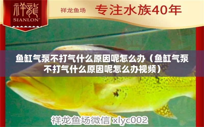 魚缸氣泵不打氣什么原因呢怎么辦（魚缸氣泵不打氣什么原因呢怎么辦視頻）