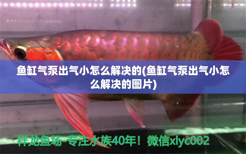 魚缸氣泵出氣小怎么解決的(魚缸氣泵出氣小怎么解決的圖片) 球鯊魚