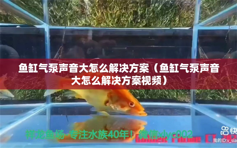 魚缸氣泵聲音大怎么解決方案（魚缸氣泵聲音大怎么解決方案視頻）