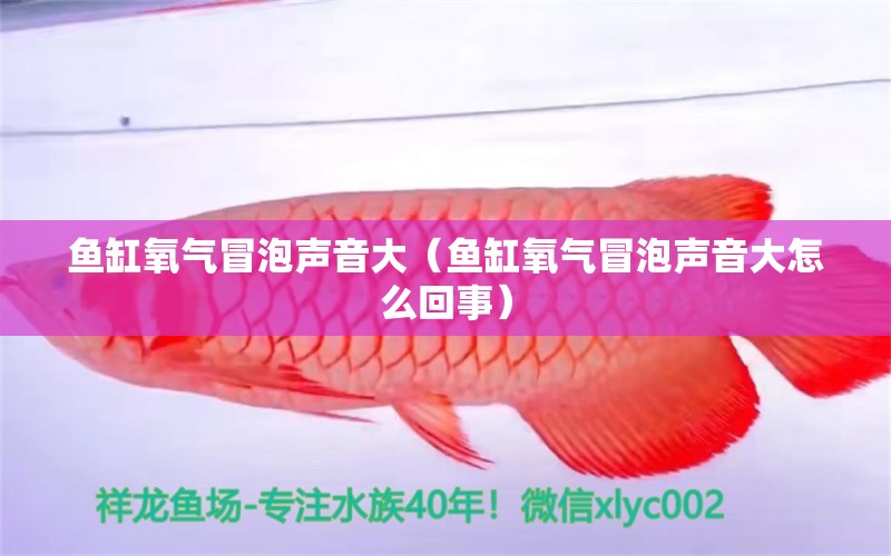 魚缸氧氣冒泡聲音大（魚缸氧氣冒泡聲音大怎么回事）