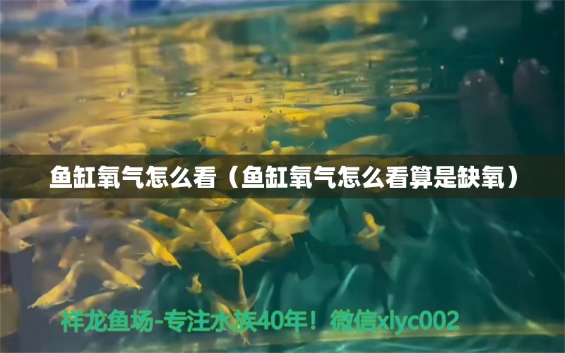 魚(yú)缸氧氣怎么看（魚(yú)缸氧氣怎么看算是缺氧）