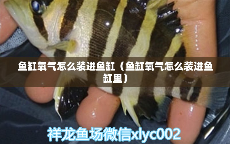 魚缸氧氣怎么裝進(jìn)魚缸（魚缸氧氣怎么裝進(jìn)魚缸里）