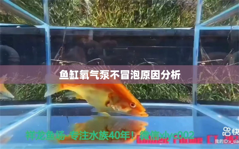 魚缸氧氣泵不冒泡原因分析 水族問答 第1張