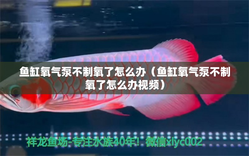 魚缸氧氣泵不制氧了怎么辦（魚缸氧氣泵不制氧了怎么辦視頻） 祥龍水族醫(yī)院