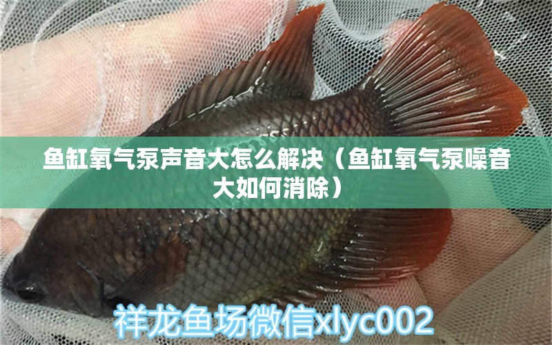 魚缸氧氣泵聲音大怎么解決（魚缸氧氣泵噪音大如何消除） 觀賞魚 第1張