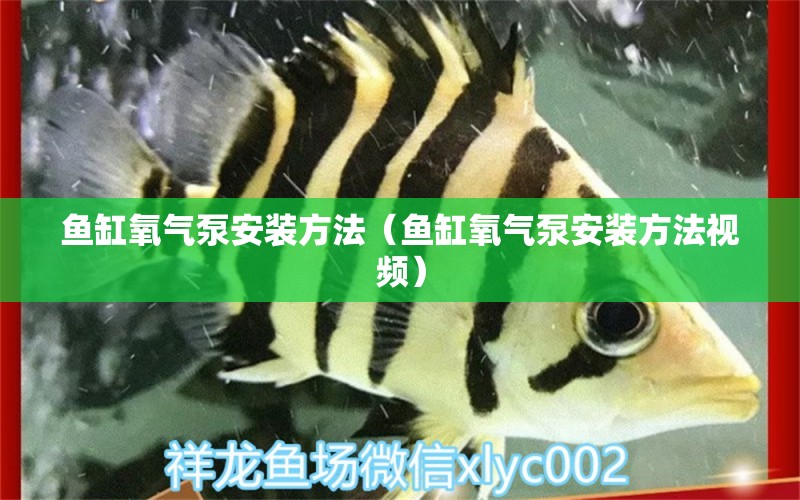 魚缸氧氣泵安裝方法（魚缸氧氣泵安裝方法視頻） 祥龍魚場