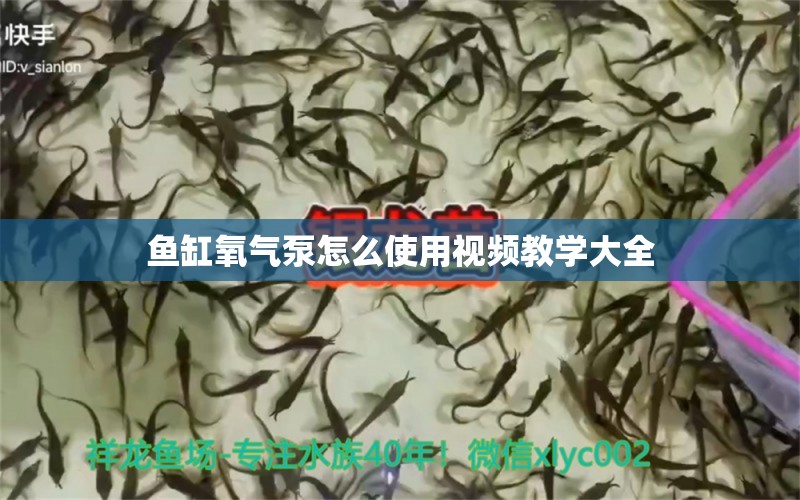 魚(yú)缸氧氣泵怎么使用視頻教學(xué)大全 白條過(guò)背金龍魚(yú)