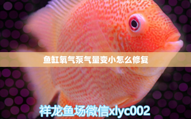 魚缸氧氣泵氣量變小怎么修復(fù) 觀賞魚