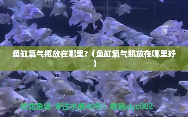 魚缸氧氣瓶放在哪里?（魚缸氧氣瓶放在哪里好） 稀有金龍魚