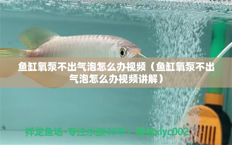 魚缸氧泵不出氣泡怎么辦視頻（魚缸氧泵不出氣泡怎么辦視頻講解）