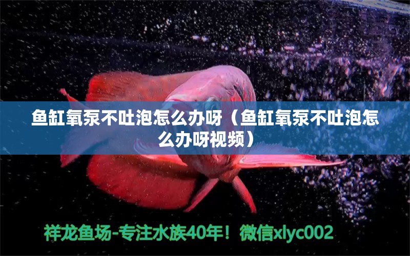 魚缸氧泵不吐泡怎么辦呀（魚缸氧泵不吐泡怎么辦呀視頻）