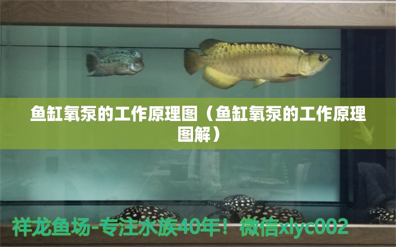 魚缸氧泵的工作原理圖（魚缸氧泵的工作原理圖解）