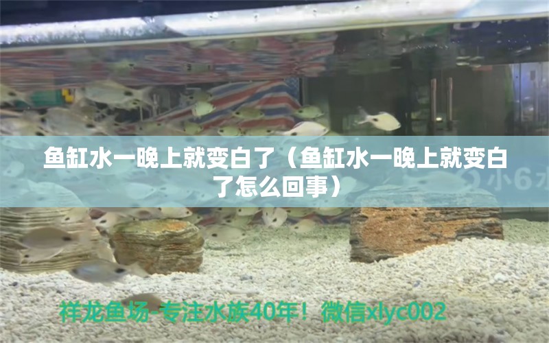 魚(yú)缸水一晚上就變白了（魚(yú)缸水一晚上就變白了怎么回事）