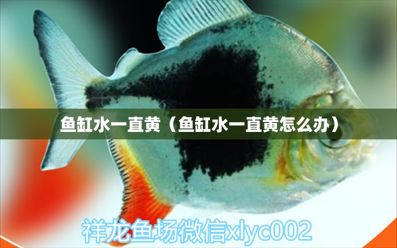 魚缸水一直黃（魚缸水一直黃怎么辦）