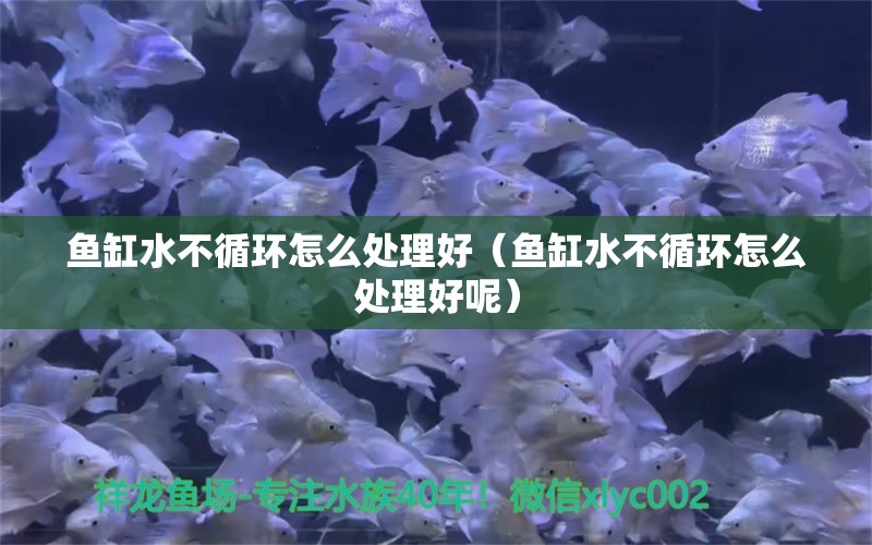 魚缸水不循環(huán)怎么處理好（魚缸水不循環(huán)怎么處理好呢） 其他品牌魚缸