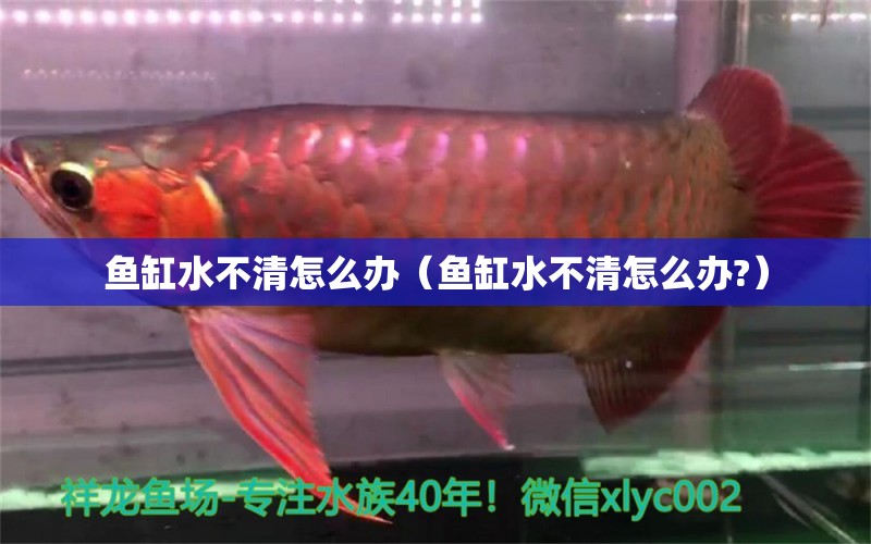 魚缸水不清怎么辦（魚缸水不清怎么辦?）